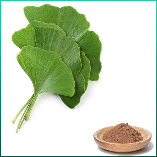 Communis Extract ginkgo biloba